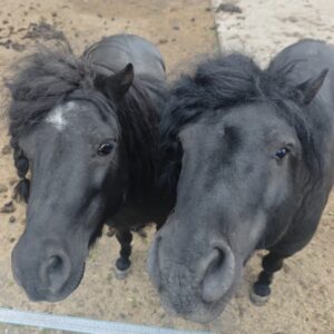 Pony- & Naturcamp