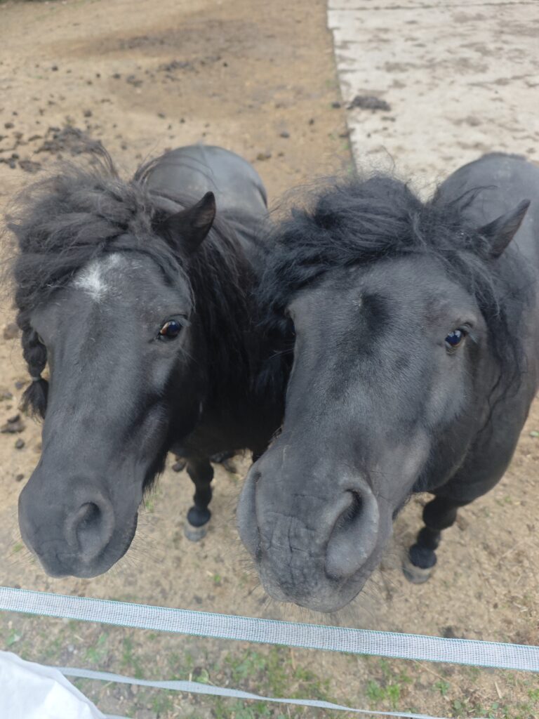 Pony- & Naturcamp